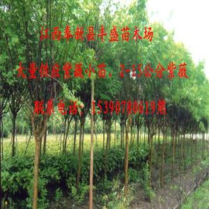 2-2-0公分紫薇、香樟、桂花