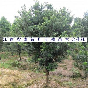 2-15公分红豆杉