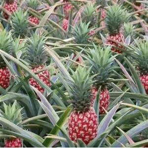热带水果鸿运当头菠萝品种助你事业更旺
